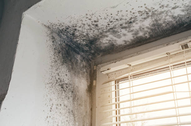 Affordable Mold Inspection And Testing solutions in Coburn, PA